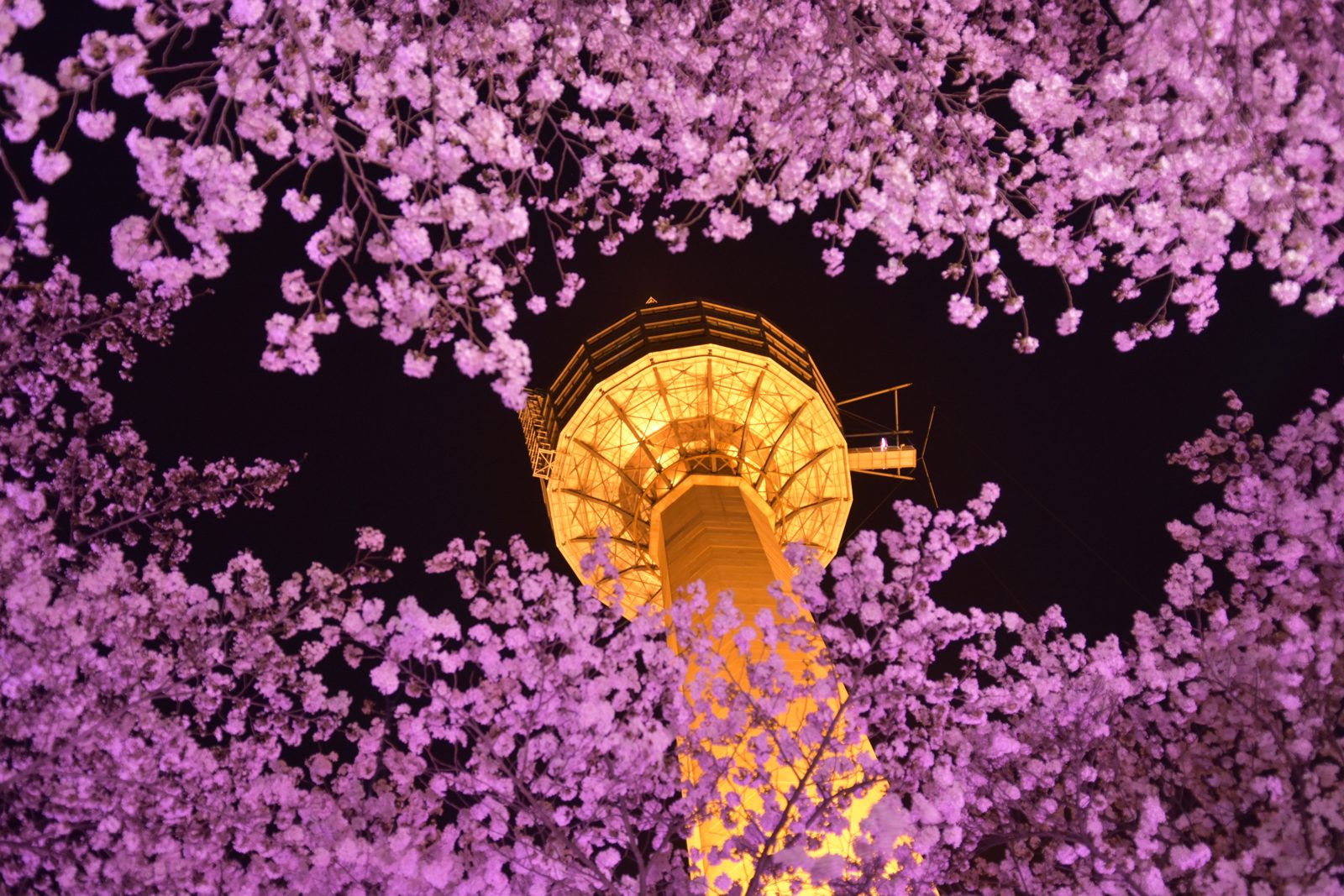 South Korean observation tower framed by cherry blossoms